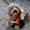 Westiepoo dog profile picture