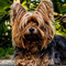 Yorkshire Terrier dog profile picture