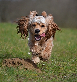 American Cocker Spaniel dog profile picture