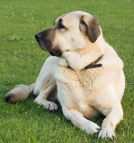 Anatolian Shepherd Dog dog profile picture