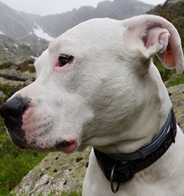Argentin dog kutya profilkép