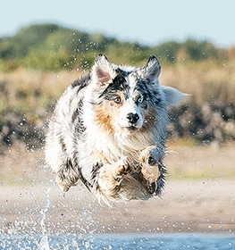 Ausztrál juhászkutya kutya profilkép
