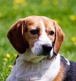 Beagle kutya profilkép