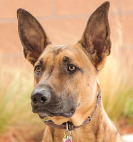 Malinois kutya profilkép