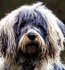 Bergamói juhászkutya kutya profilkép