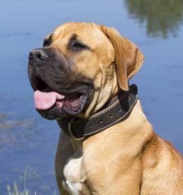 Boerboel dog profile picture