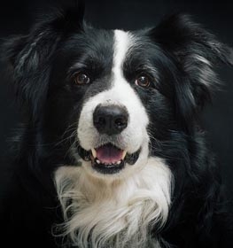 Border Collie dog profile picture
