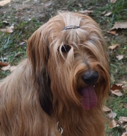 Briard Information & Dog Breed Facts | Dogell.com