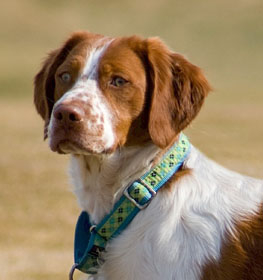 Breton spániel kutya profilkép