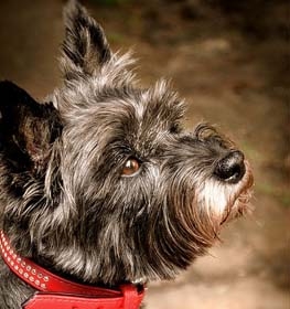 Cairn Terrier dog profile picture