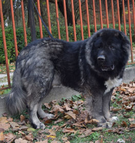 Kaukázusi juhászkutya kutya profilkép
