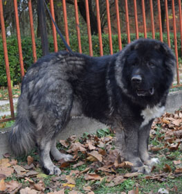 female caucasian shepherd