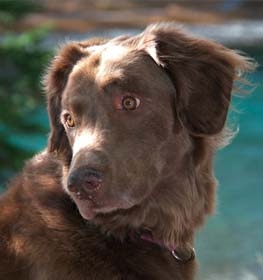Chesapeake Bay Retriever dog profile picture
