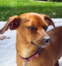 Chiweenie dog profile picture