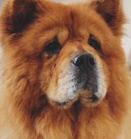 chow chow shedding a lot