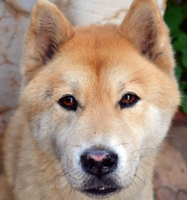 Chusky dog profile picture