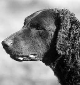 Göndörszőrű retriever kutya profilkép