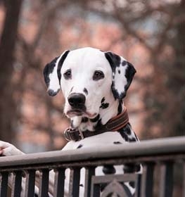 Dalmata kutya profilkép
