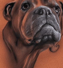 Dogo Cubano kutya profilkép