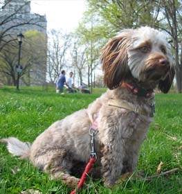 Doxiepoo dog profile picture
