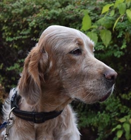 English Setter dog profile picture