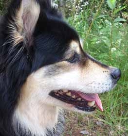 Finn lapphund kutya profilkép