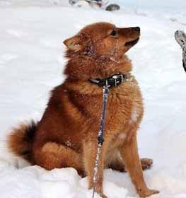 Finnish Spitz dog profile picture