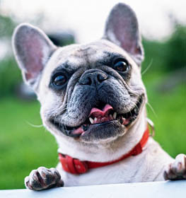 Francia Bulldog kutya profilkép