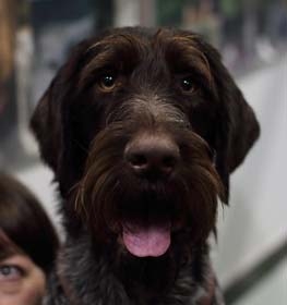 Drótszőrű német vizsla kutya profilkép