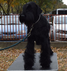Giant Schnauzer dog profile picture