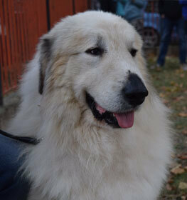 Great Pyrenees dog profile picture
