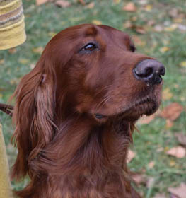 Irish Setter dog profile picture