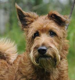 Irish Terrier dog profile picture
