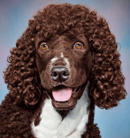 Irish Water Spaniel dog profile picture