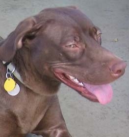 blue lacy shedding level do blue lacy dogs shed a lot