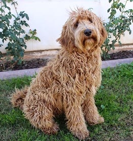 labradoodle bites child