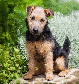 Lakeland Terrier dog profile picture