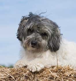 Lowchen dog profile picture