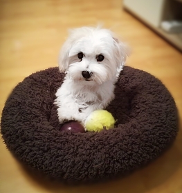 Maltese dog profile picture