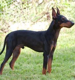 Manchester Terrier dog profile picture