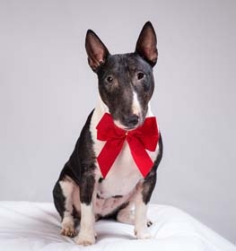 Miniature Bull Terrier dog profile picture