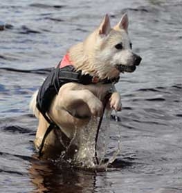 Norwegian Buhund dog profile picture