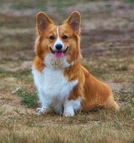 Pembroke Welsh Corgi dog profile picture