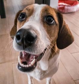Pocket Beagle dog profile picture