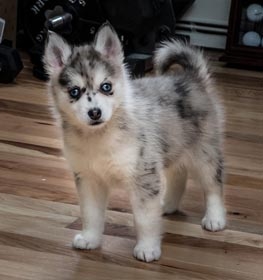 do pomsky puppies shed