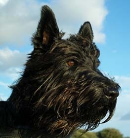 Skót terrier kutya profilkép