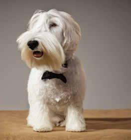 Sealyham Terrier dog profile picture