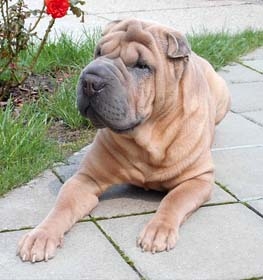 Shar-Pei dog profile picture