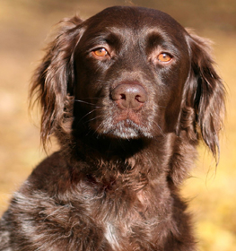Kis münsterlandi vizsla kutya profilkép