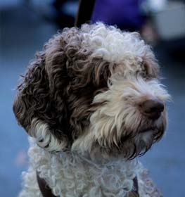 Spanish Water Dog dog profile picture